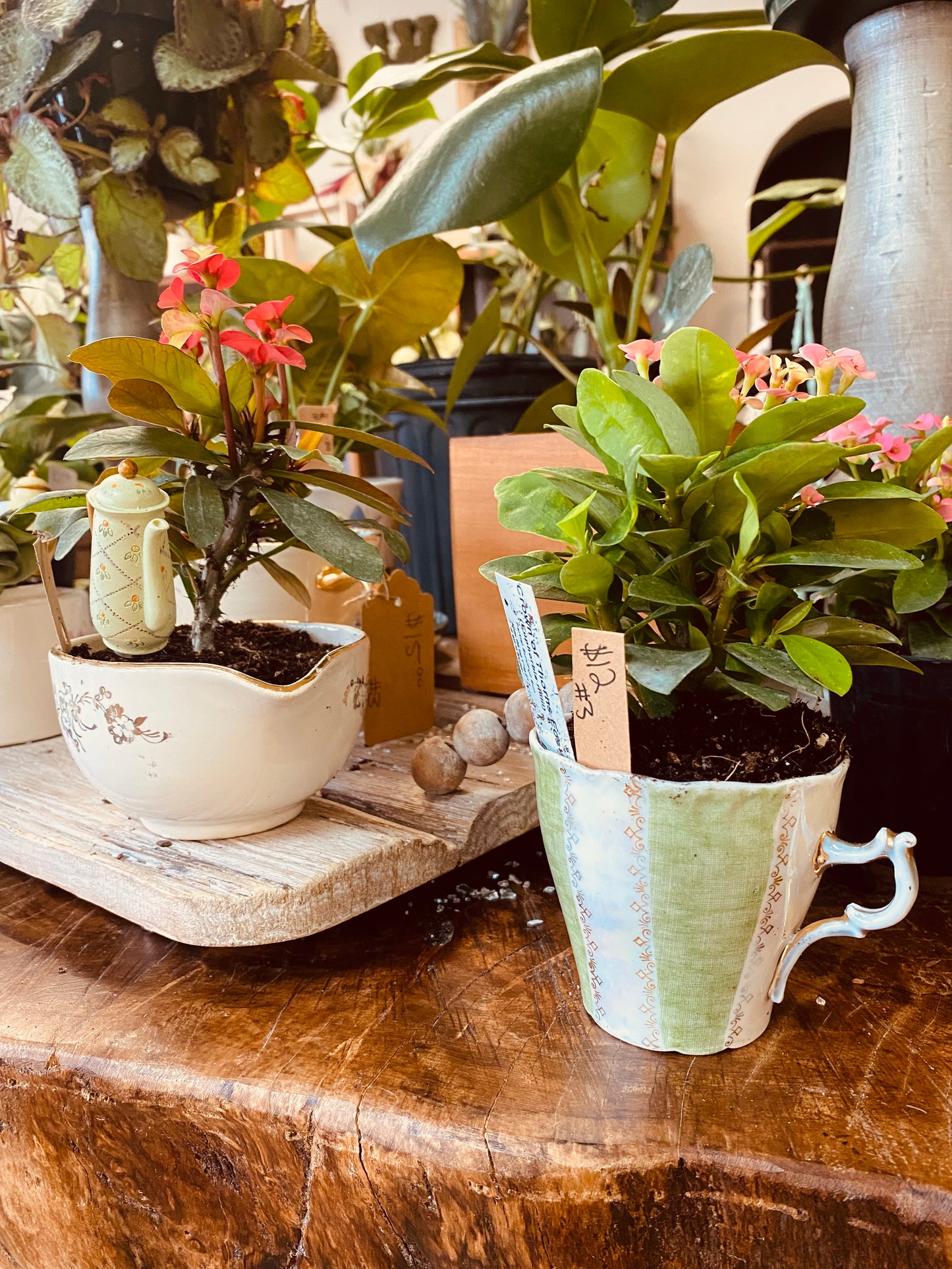 March 1st Teapot Terrarium Workshop—-SOLD OUT—- Thank you!
